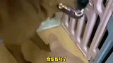 小迷糊身手敏捷，敢抢弟弟的磨牙棒，记吃不记打
