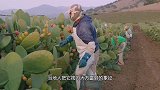 把仙人掌当作家常菜吃，果实也不放过，不知道味道如何？