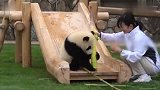 熊猫宝宝得到一根极品笋，一直舍不得吃，直到它妈妈来了