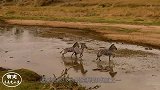 狮子捕猎角马，角马拼死反抗，下一刻狮子肠子都悔青了！