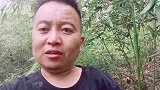 六安终于长蘑菇了！美味的山珍，据说还能抗癌！