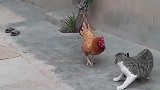 公鸡挑衅马儿，慌乱的马儿逃跑中还摔了一跤,镜头记录搞笑一幕！