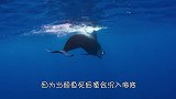 科学家拍到罕见“鲸落”画面，鲸尸沉入海底，章鱼、蠕虫正在进食