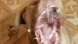 千万别暂停看，画面有些残暴了