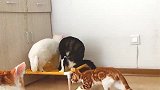 宠物睡床来了，小猫大猫抢起来，谁折腾得最欢？