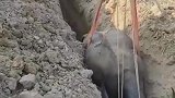 牛：主人对我真好呀，为了救我，花了不少钱！