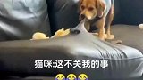 狗狗淘气拆家，猫咪一脸不可思议。