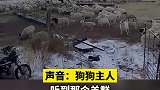 羊群中突然冲入野狼，1岁狗狗勇敢追击