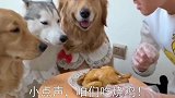 金毛见主人工作辛苦，给主人洗袜子，出来看见主人吃烧鸡，伤心了