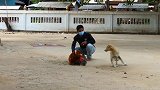 流浪猫见到比自己大的猫跑得真是快呀
