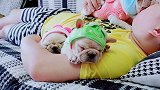 亲亲小肉狗狗