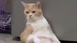 想问问你们的猫咪平时都会这样吗？