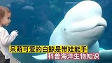 呆萌可爱的白鲸是带娃能手，科普海洋生物知识