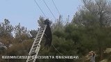 小村突然停电：电线上发现山羊 它是怎么爬上去的？
