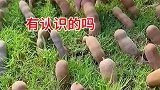这长的是什么？