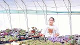 多肉“红蜻蜓”您听说过吗？胖嘟嘟的小精品真好看，和小七看看吧