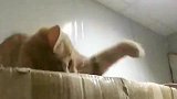 萌宠：你还想打猫？你知道喵星人的手速有多快吗？