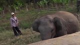为什么不让人靠近死亡的大象？小伙不听执意靠近，下一秒意外了