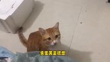 恩爱猫夫妻，因为一件事情感情破裂，女主人制造机会让两猫约会