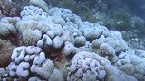 气候变暖致全球大部分珊瑚死亡 科学家培植超级珊瑚