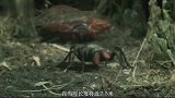 2.5亿年前的蜻蜓能带走一个成年人，如今为何无法威胁人类