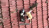 以后公交车我可不让座了，大爷们比我强多了