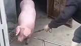 猪只要被放到架子上，基本也就别想反抗了