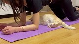 终于知道为什么越来越多人喜欢养猫了，小猫咪真是太治愈了2021新春日记 可伸缩的瑜伽姨妈巾