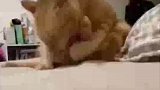 猫咪舔脚脚做清洁时，突然自己和自己打起来了