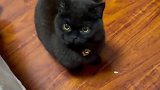 我家的黑猫，关上灯就找不到的那种，网友可爱