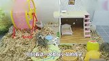 主人家的小仓鼠长大了，母仓鼠当妈又当爸的照顾小仓鼠真是辛苦