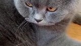 猫：我就这么几根胡子，都让你给我扯完了！