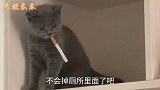 猫 -烟瘾来了挡都挡不住啊。我火机呢？