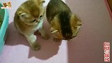 为小母猫找来高品质大帅猫相亲，原住公猫抖威风：敢像我这么飞吗