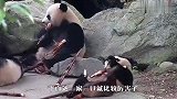 大熊猫一家三口比赛吃竹笋，没想到这么好玩，看一次笑一次