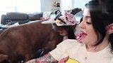 可爱的大狗狗上桌子上捡东西吃!