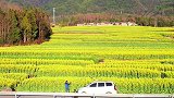 高黎贡山下，腾冲界头15万亩油菜花花海争相开放，你错过的风景