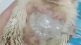 主人这样帮刺猬洗澡，难怪不怕扎手，太可爱了