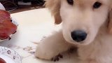 主人太坏啦，把烤鸭放在汪星人面前，它会怎么做