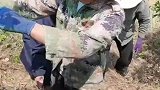 干活了，记录农村生活