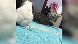黑猫-我目睹了一切