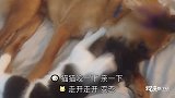 憋笑大作战，看到第几只你笑崩了？