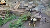 熊猫欢欢认真吃播，熊孩子圆梦在一旁“钓鱼”抢镜