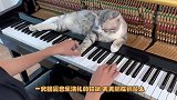 接受音乐洗礼的猫咪，天天躺在钢琴上，猫咪：不听音乐浑身不舒服