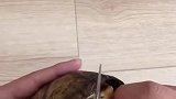 如果被乌龟咬了怎么办？这个科普，有点废手啊！