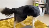 没想到我边境牧羊犬竟还有养猪的机会