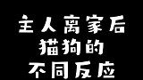 主人离家后猫狗的不同反应