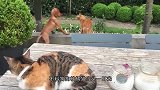 狗狗看到自家的猫头鹰被欺负，冲上去就是一口，镜头记录全过程