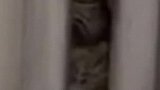 猫咪上演教科书式躲猫猫，藏管道缝隙吓坏主人！