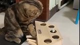 猫：主人买的这是啥玩具，还挺好玩的！